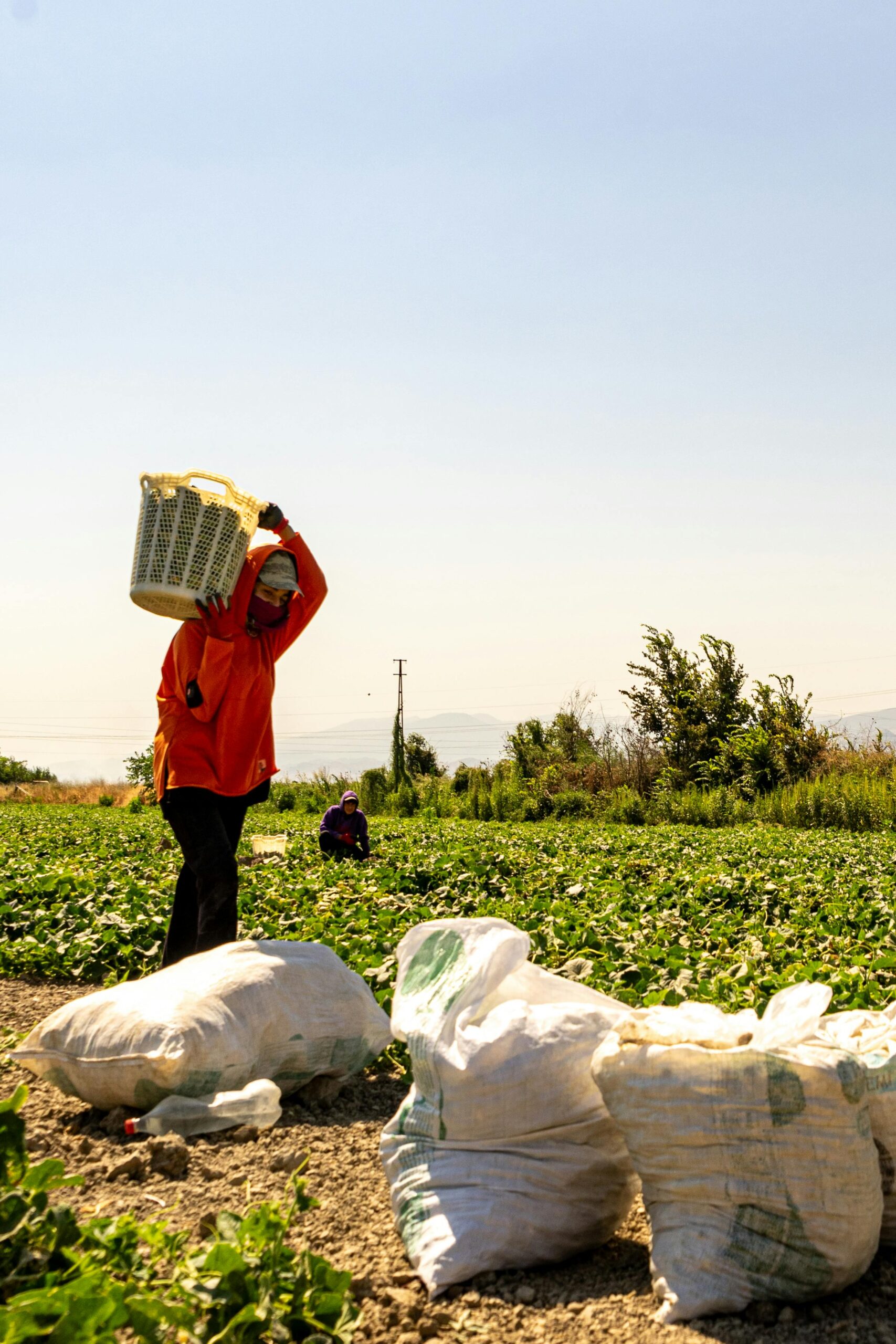 A farmer carries harvested crops in a rural field on a bright sunny day.